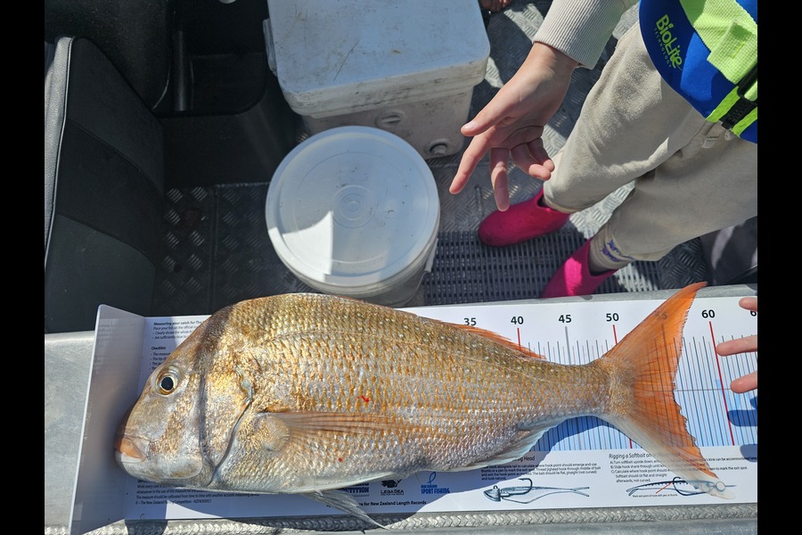 Nathan  Bates caught this 55.0cm Snapper at Coromandel during The Export NZ Fishing Competition