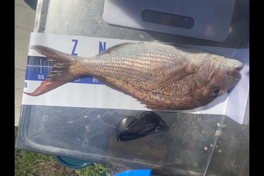 Mark Ray caught this 51.5cm Snapper at Bay of Plenty during The Export NZ Fishing Competition