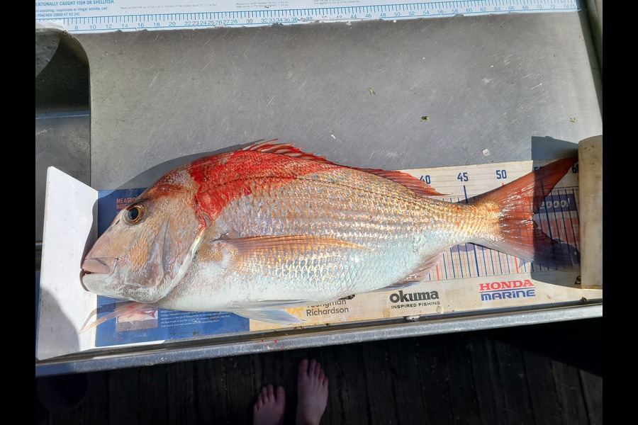 Jordan Boyd caught this 53.0cm Snapper at Wellington during The Export NZ Fishing Competition