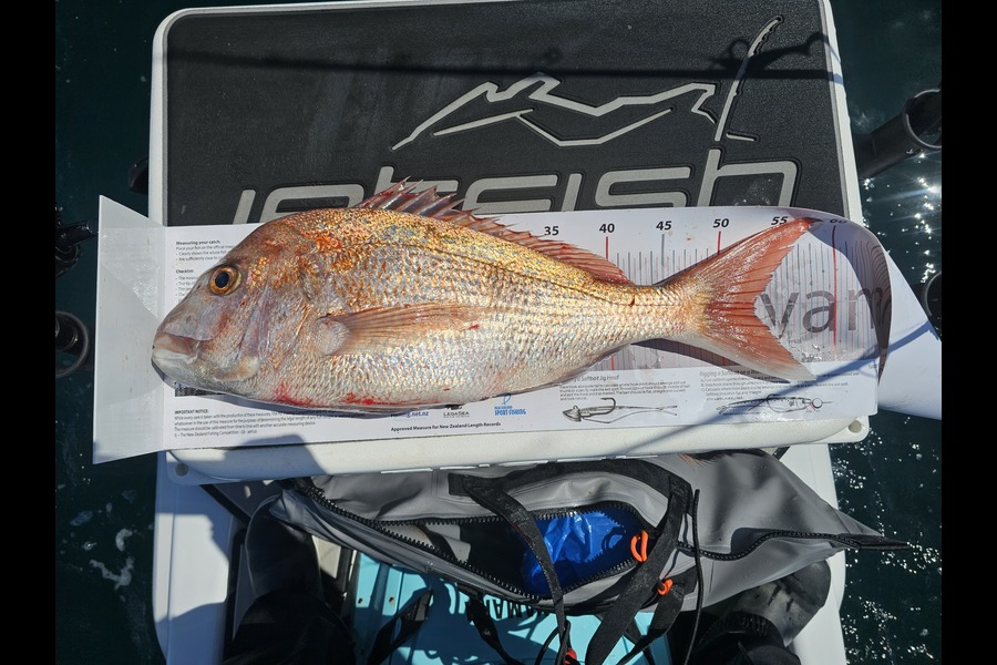 Injoom Park caught this 53.0cm Snapper at Auckland during The Export NZ Fishing Competition