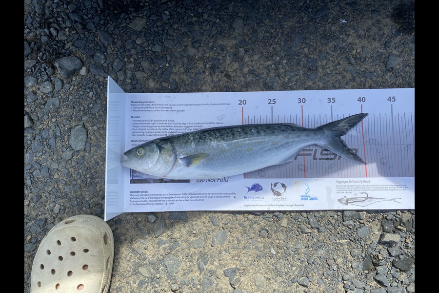 Ben Warner caught this 36.0cm Kahawai at Auckland during The Export NZ Fishing Competition