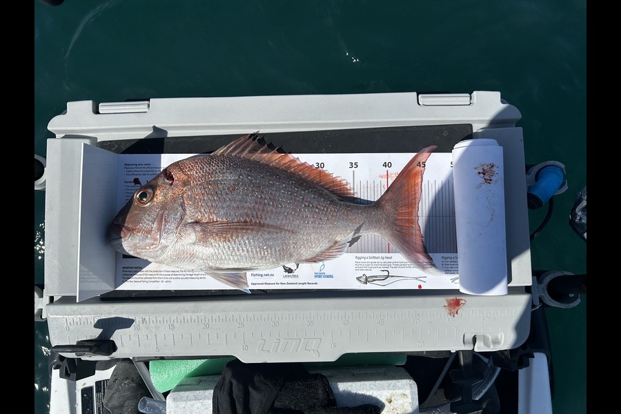 Francois  Robertse  caught this 44.5cm Snapper at Auckland during The Export NZ Fishing Competition