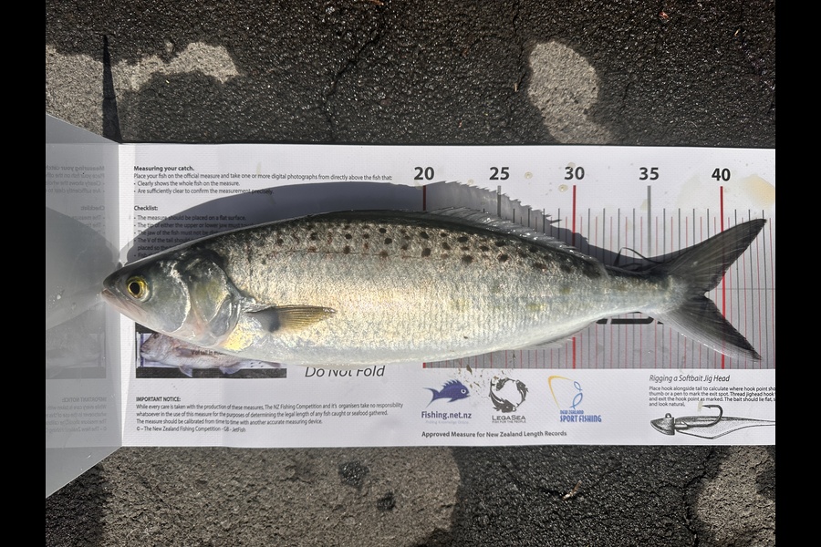 Grant Blair caught this 38.5cm Kahawai at Auckland during The Export NZ Fishing Competition