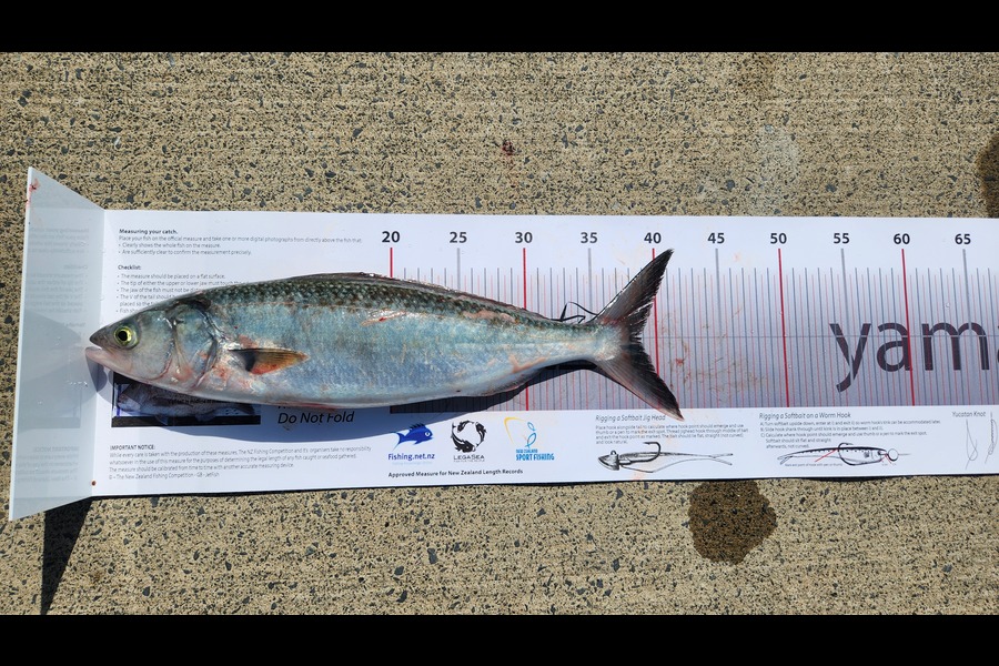 Robyn  Richter  caught this 38.5cm Kahawai at Auckland during The Export NZ Fishing Competition