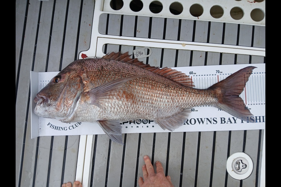 Andrew Wilson caught this 77.5cm Snapper at Auckland during The Export NZ Fishing Competition