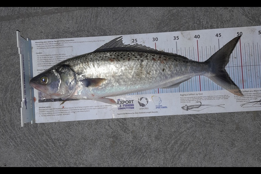 Brandon Ashton caught this 46.0cm Kahawai at Nelson/Marlborough during The Export NZ Fishing Competition