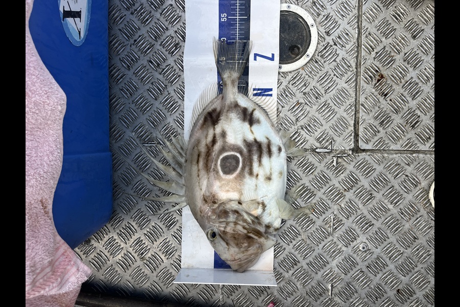 Blake Hay caught this 49.0cm John Dory at Northland during The Export NZ Fishing Competition