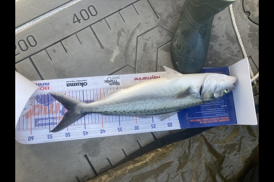 David Monagan caught this 49.5cm Kahawai at Hawkes Bay during The Export NZ Fishing Competition