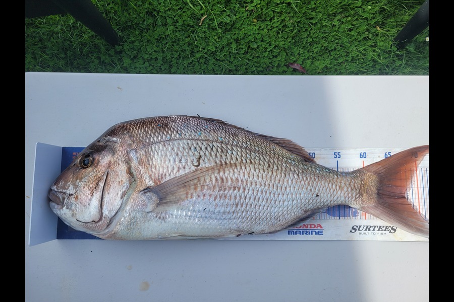James Ogle caught this 67.5cm Snapper at Wellington during The Export NZ Fishing Competition