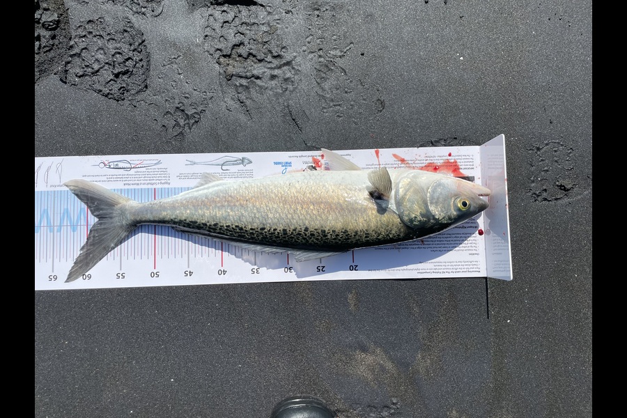 Rachell Penberth caught this 58cm Kahawai at Taranaki during The Export NZ Fishing Competition
