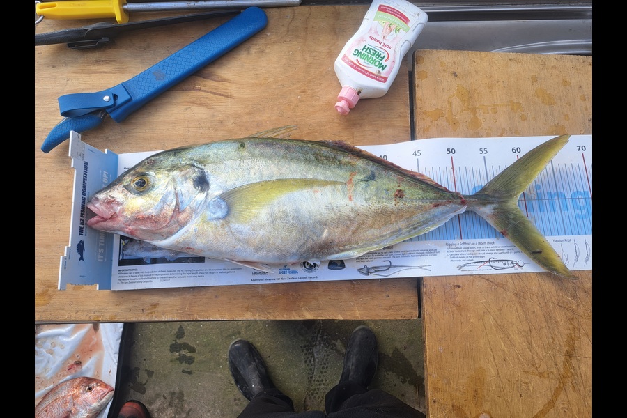 Harry Kovacs caught this 58.5cm Trevally at Wellington during The Export NZ Fishing Competition
