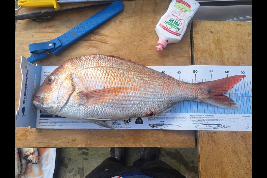 Harry Kovacs caught this 58.0cm Snapper at Wellington during The Export NZ Fishing Competition