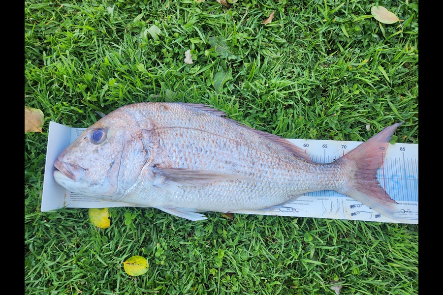 Daniel Simons caught this 78.5cm Snapper at Taranaki during The Export NZ Fishing Competition