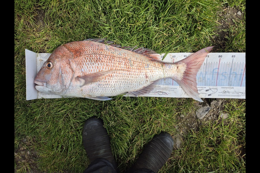 Christian-Ray  Simons  caught this 71.0cm Snapper at Taranaki during The Export NZ Fishing Competition