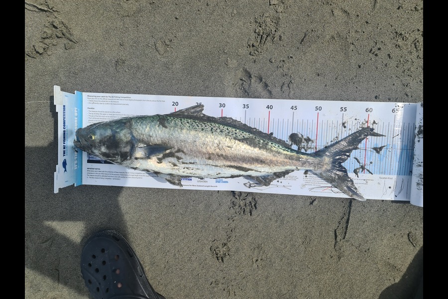 Scott Bassett caught this 55.0cm Kahawai at Manawatu during The Export NZ Fishing Competition