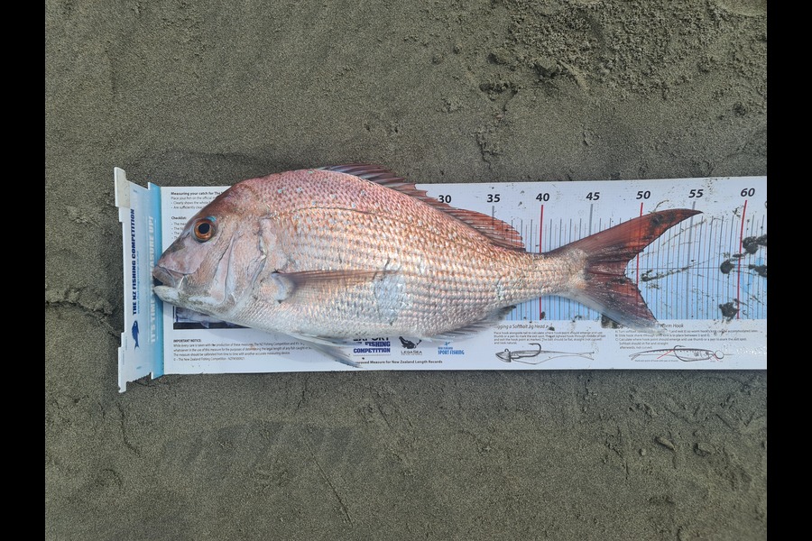 Scott Bassett caught this 48.5cm Snapper at Manawatu during The Export NZ Fishing Competition