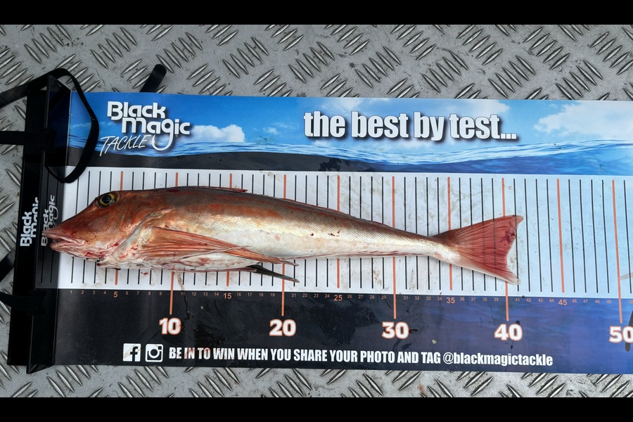 Brady Inwood caught this 40.0cm Gurnard at Nelson/Marlborough during The Export NZ Fishing Competition