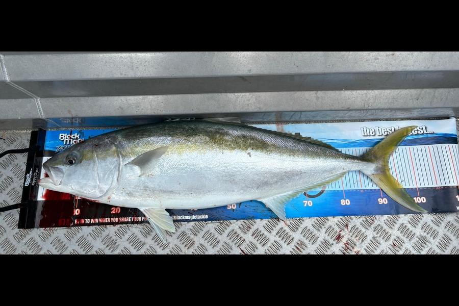 Brady Inwood caught this 93.0cm Kingfish at Nelson/Marlborough during The Export NZ Fishing Competition