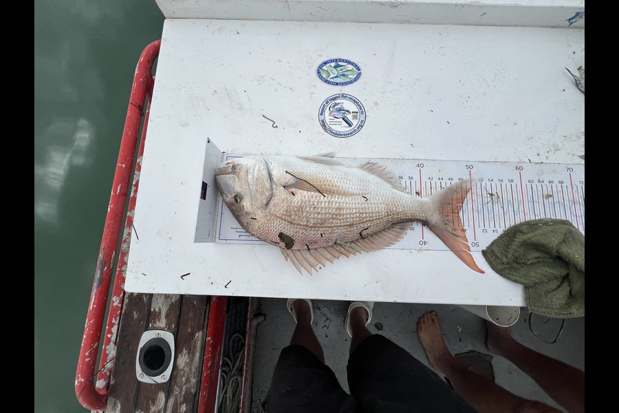 Lucas Bawden caught this 47.0cm Snapper at Auckland during The Export NZ Fishing Competition