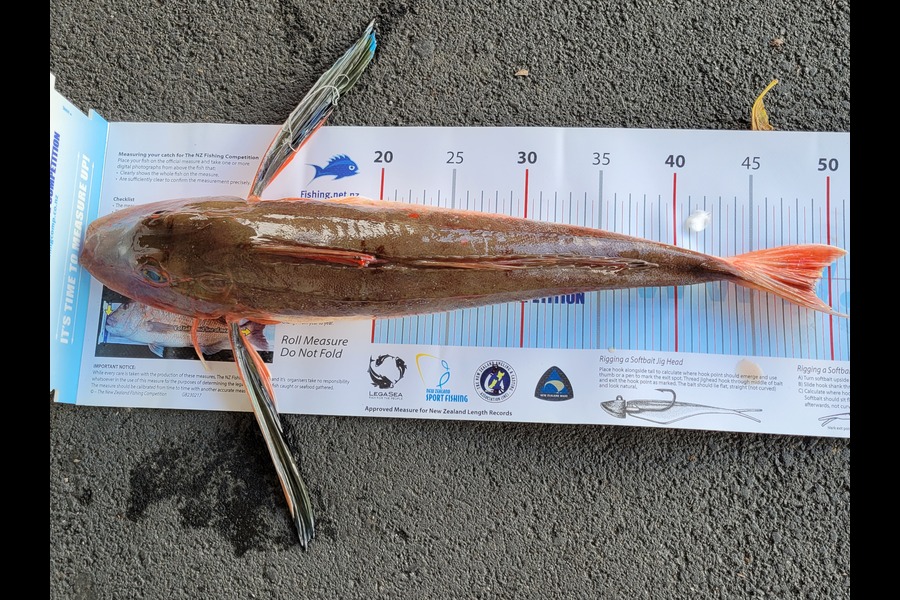 simon alderdice caught this 49.0cm Gurnard at Wellington during The Export NZ Fishing Competition