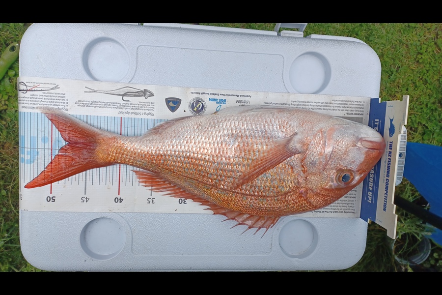 Chris Bancroft caught this 47.5cm Snapper at Northland during The Export NZ Fishing Competition