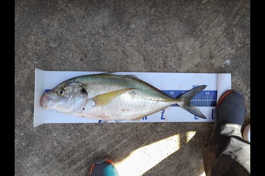 Andrew Straker caught this 57.0cm Trevally at Coromandel during The Export NZ Fishing Competition