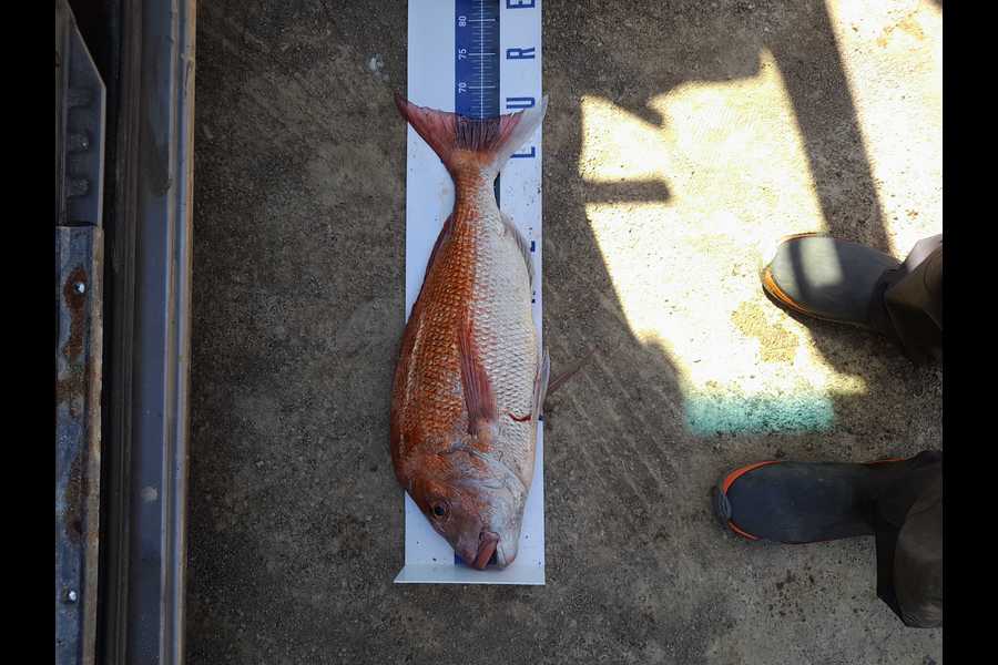 Andrew Straker caught this 65.0cm Snapper at Coromandel during The Export NZ Fishing Competition