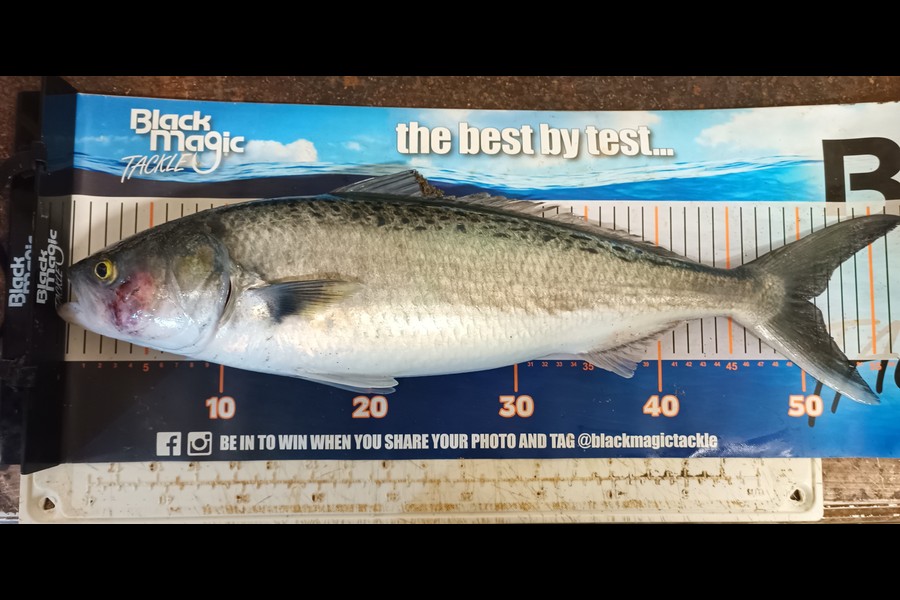 Colin Kerr caught this 50cm Kahawai at East Cape during The Export NZ Fishing Competition