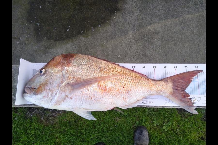 Carl  Peacock caught this 73.5cm Snapper at Manawatu during The Export NZ Fishing Competition