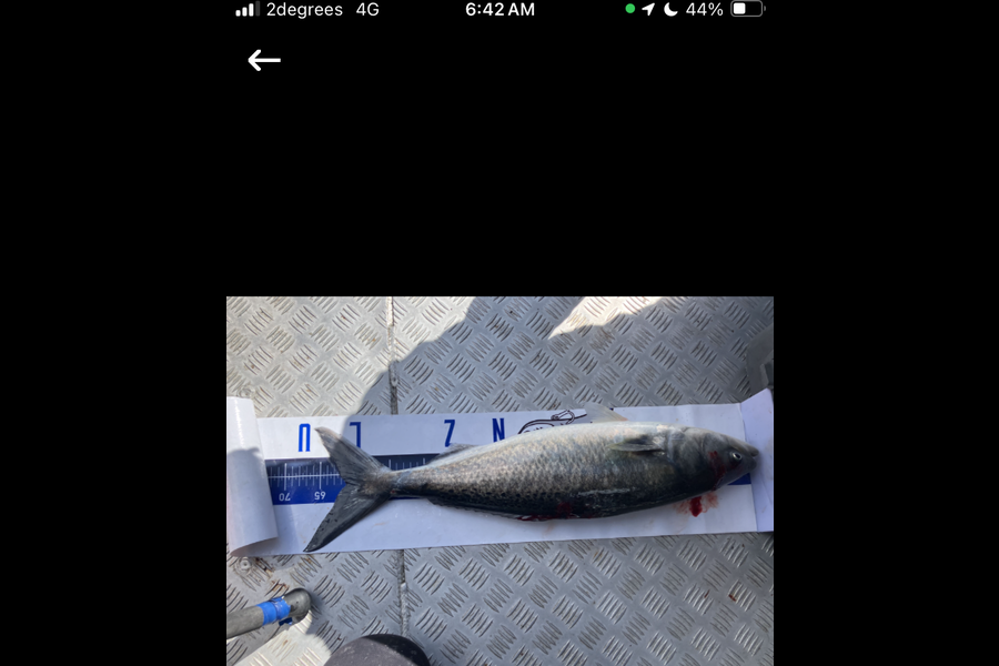 Mark  Armistead caught this 61.0cm Kahawai at Bay of Plenty during The Export NZ Fishing Competition