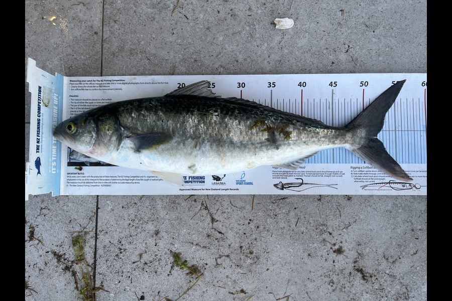 David Croucher caught this 52.0cm Kahawai at Northland during The Export NZ Fishing Competition