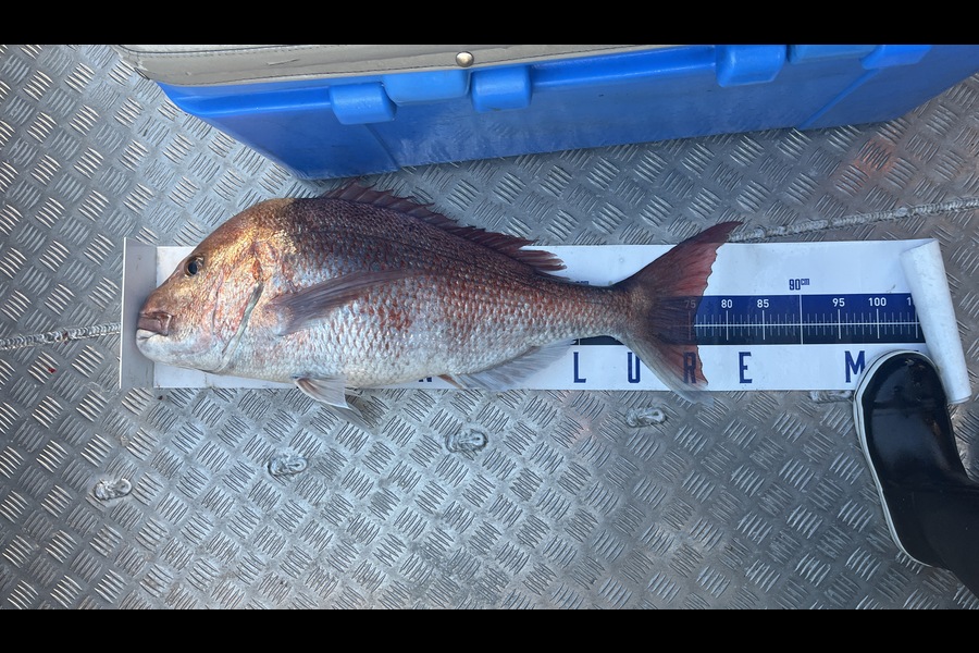 Blake Hay caught this 75.5cm Snapper at Northland during The Export NZ Fishing Competition