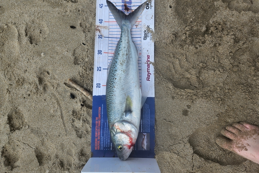 Kelvin  Carpenter  caught this 42.0cm Kahawai at East Cape during The Export NZ Fishing Competition