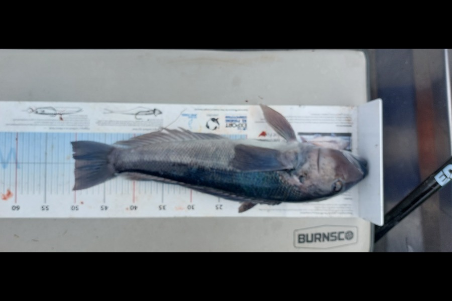 Lee Holst caught this 50.0cm Blue Cod at Southland during The Export NZ Fishing Competition