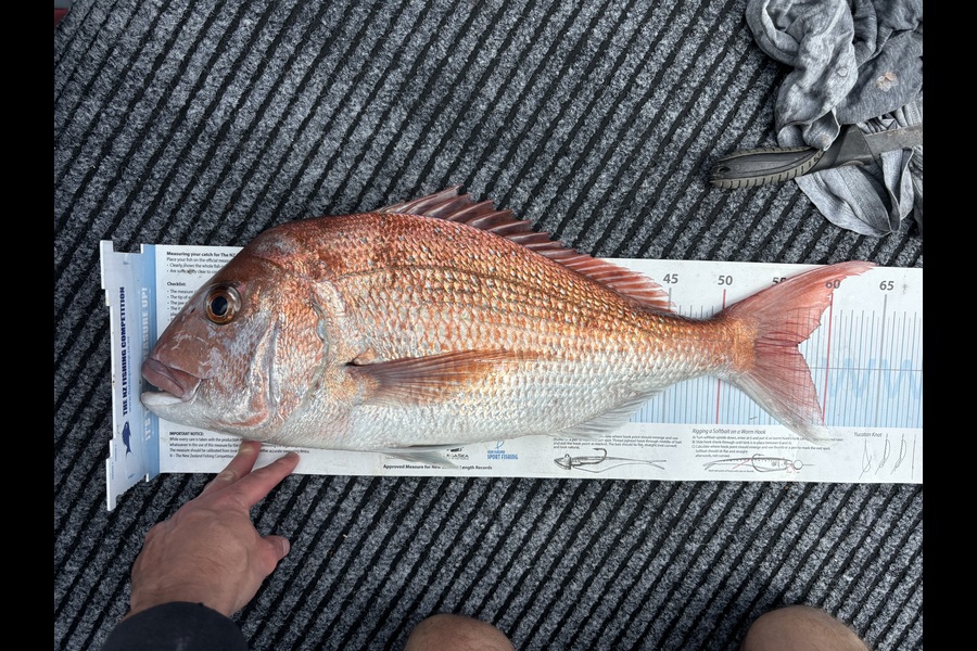 Sean Owbridge caught this 57.0cm Snapper at Auckland during The Export NZ Fishing Competition