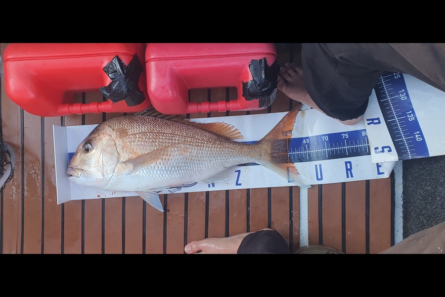 Trent Lee caught this 60.0cm Snapper at Auckland during The Export NZ Fishing Competition