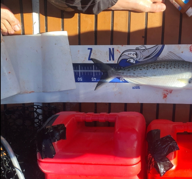 Trent Lee caught this 41.5cm Kahawai at Auckland during The Export NZ Fishing Competition
