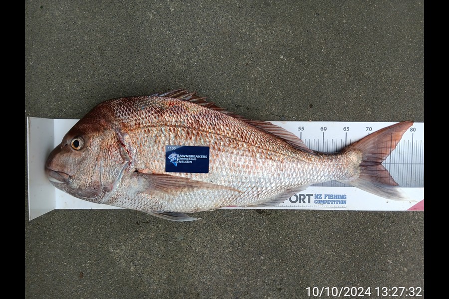 Corey Parsons caught this 72.5cm Snapper at Nelson/Marlborough during The Export NZ Fishing Competition