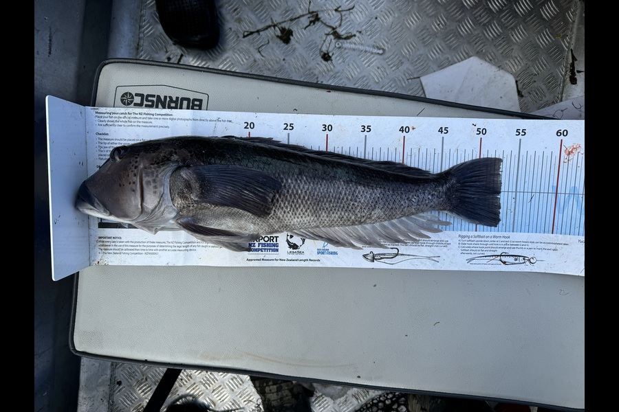 Aaron Lupton caught this 53.0cm Blue Cod at Southland during The Export NZ Fishing Competition