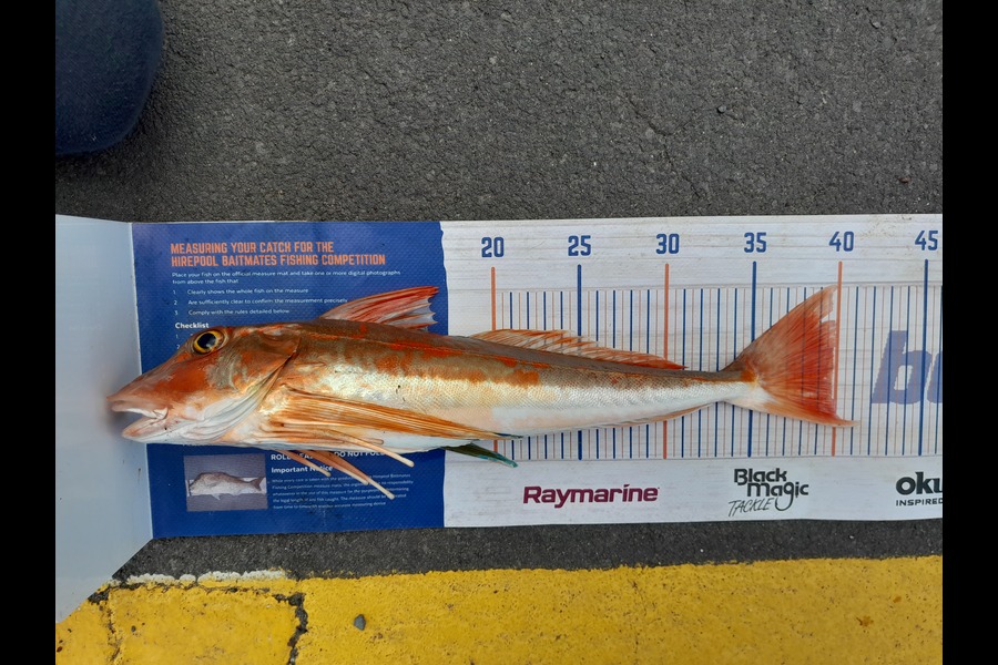 Craig Lovegrove caught this 39.5cm Gurnard at Auckland during The Export NZ Fishing Competition