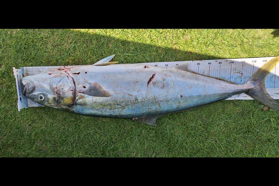 Curtis  Harris caught this 116.0cm Kingfish at Northland during The Export NZ Fishing Competition