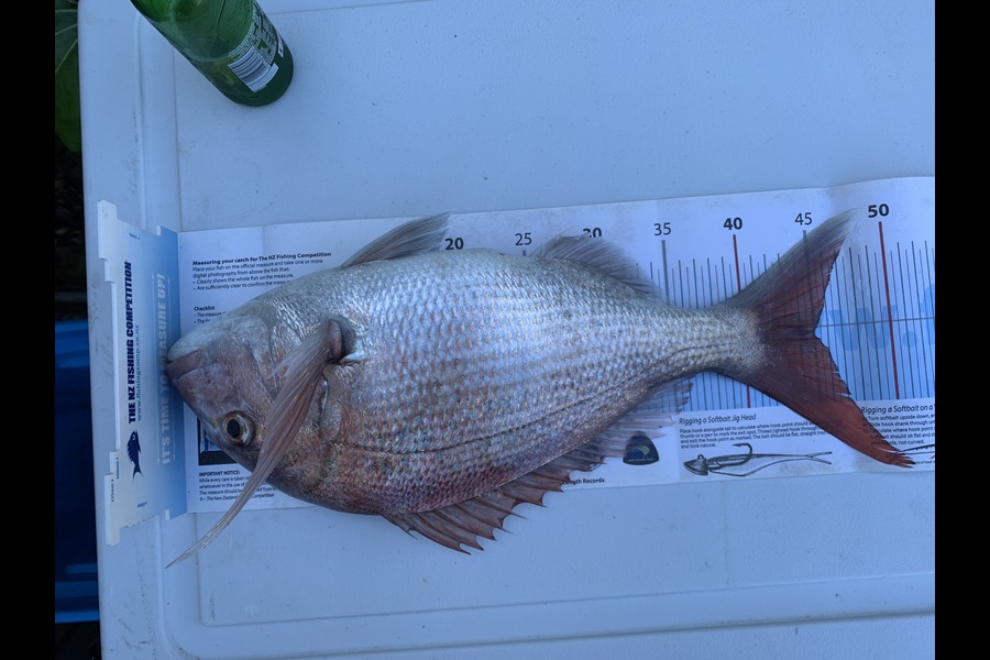 Greg George caught this 45.0cm Snapper at Taranaki during The Export NZ Fishing Competition