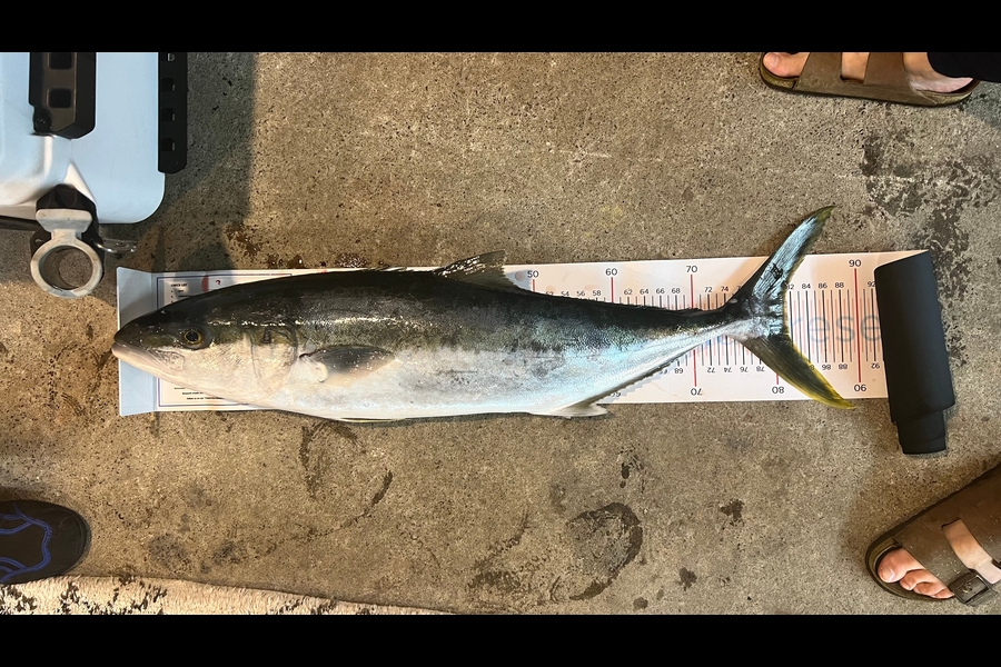 Nick Hoyle caught this 81.5cm Kingfish at Auckland during The Export NZ Fishing Competition