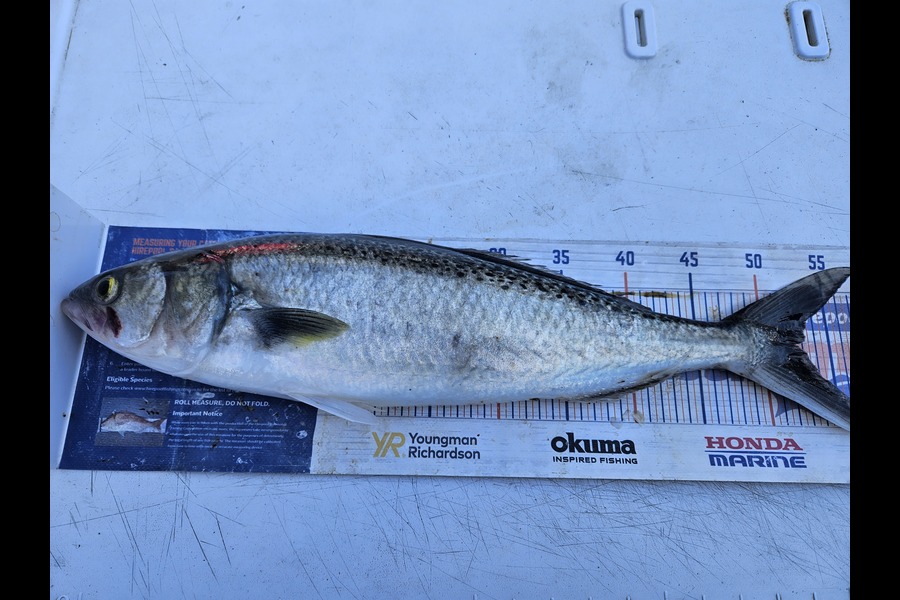 David Kovacs caught this 52cm Kahawai at Wellington during The Export NZ Fishing Competition