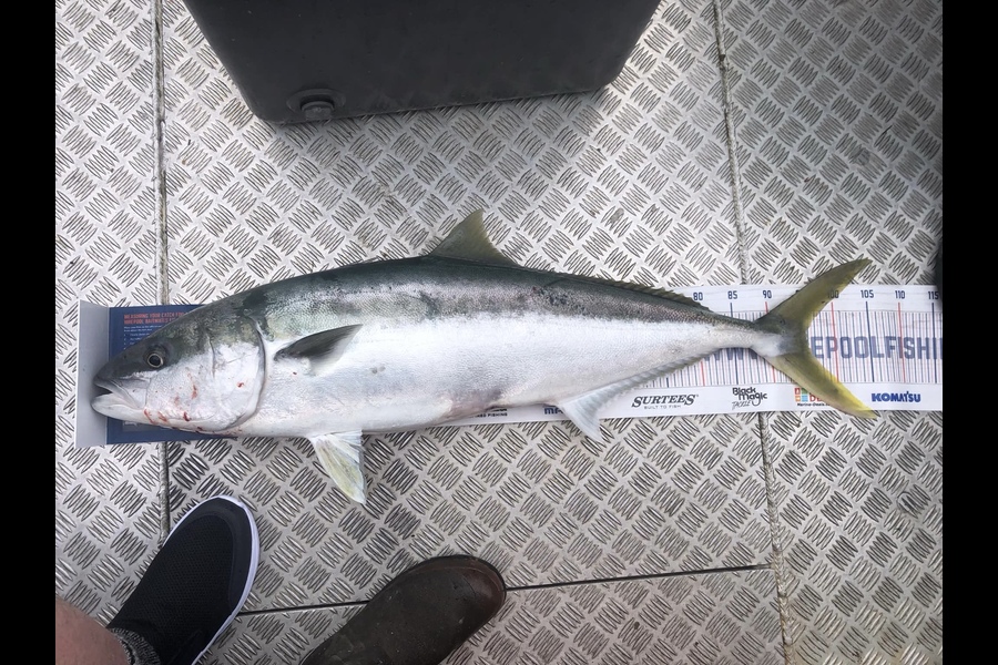 Brian Bailey caught this 95.5cm Kingfish at Taranaki during The Export NZ Fishing Competition