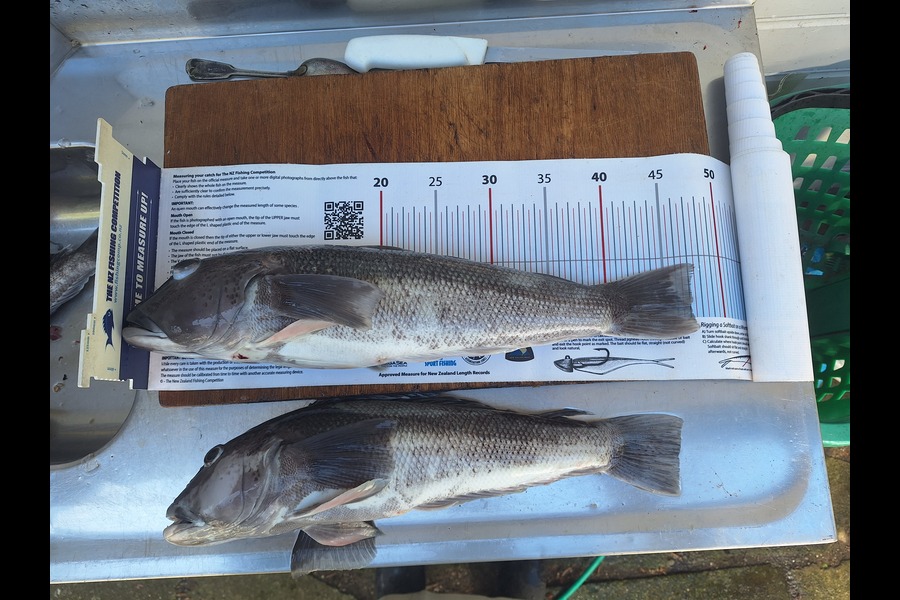 Fred Southerwood caught this 47.0cm Blue Cod at Wellington during The Export NZ Fishing Competition