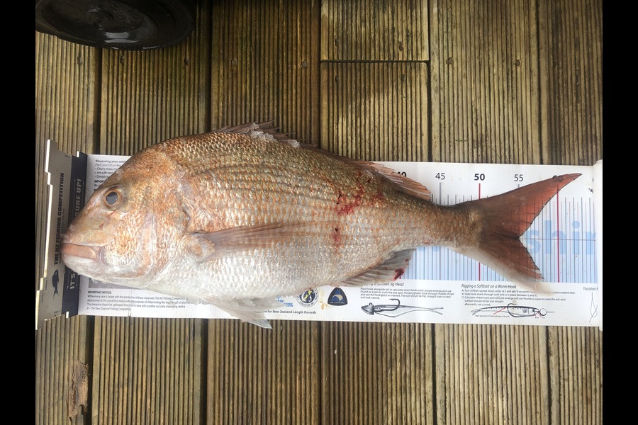 Andrew Froome caught this 55.0cm Snapper at Taranaki during The Export NZ Fishing Competition