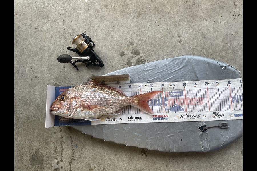 Graeme Duncan caught this 42.5cm Snapper at Bay of Plenty during The Export NZ Fishing Competition