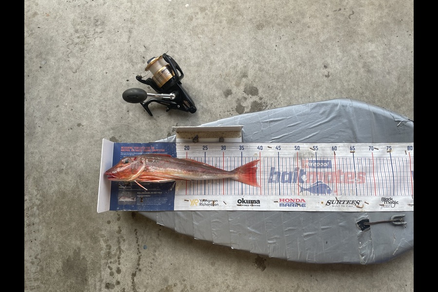 Graeme Duncan caught this 38.5cm Gurnard at Bay of Plenty during The Export NZ Fishing Competition