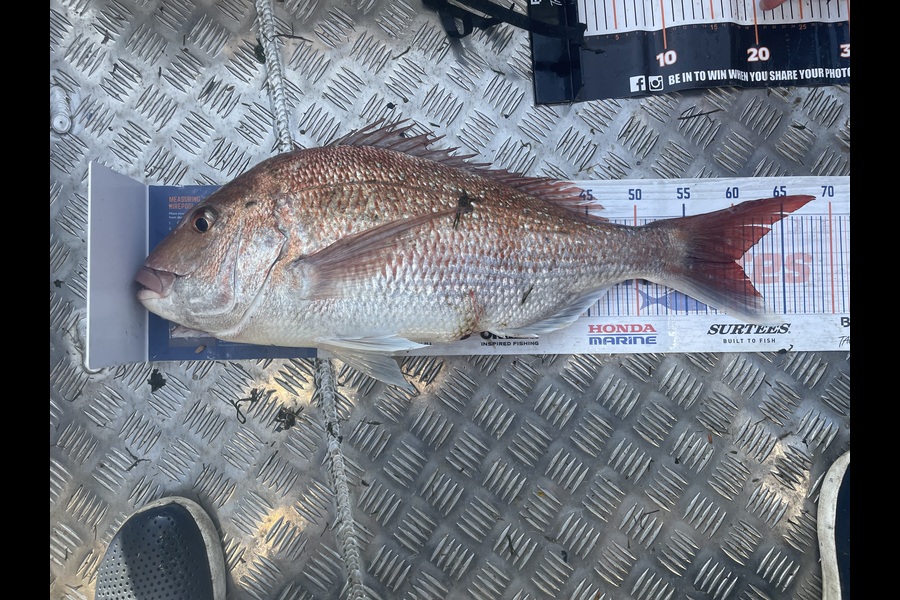 Phil Steel caught this 59.5cm Snapper at Nelson/Marlborough during The Export NZ Fishing Competition